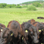 Estesi pascoli nel sud del Burgenland sono particolarmente adatti agli allevamenti di bovini Moorochsen